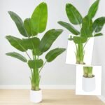 Artificial Bird of Paradise Tree,6FT Faux Banana Plant with White Pot | Lifelike Large Silk Floor Tree for Indoor Outdoor Modern Decor, Home Living Room Office Housewarming Gift - Image 10