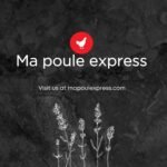 Ma Poule Express – Proudly Canadian – Poultry Oyster Shell (Crushed) – 2.27 kg (5 lb) | Natural Calcium Supplement for Laying Hens | Strong Eggshell Support - Image 7
